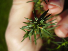 Lepidosaphes pallida