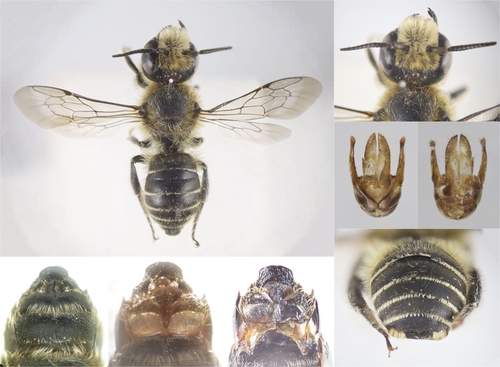 Representative image of Hoplitis benoisti