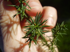 Lepidosaphes pallida