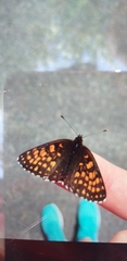 Melitaea diamina