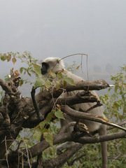 Semnopithecus schistaceus