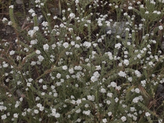 Plagiobothrys collinus