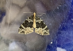 Ecliptopera silaceata