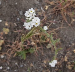 Plagiobothrys collinus