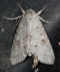 Acronicta