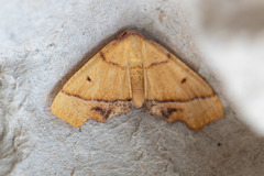 Plagodis phlogosaria