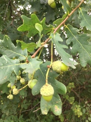 Quercus robur robur