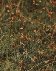 Bryophyta