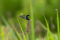 Rhyothemis fuliginosa