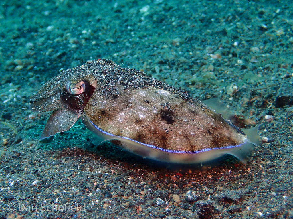 Pharaoh Cuttlefish