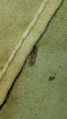 Agraylea