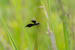 Rhyothemis fuliginosa
