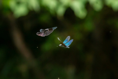 Rhyothemis fuliginosa