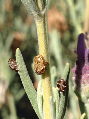 Clastoptera lineatocollis