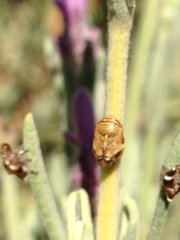 Clastoptera lineatocollis
