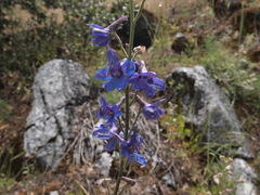 Delphinium variegatum