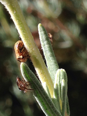 Clastoptera lineatocollis