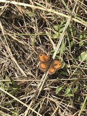Pyronia tithonus