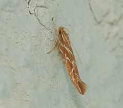 Pyroderces argyrogrammos