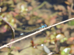 Argia rhoadsi