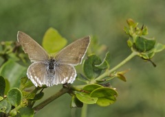 Hypolycaena philippus