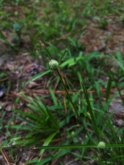 Cyperus sesquiflorus sesquiflorus