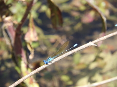 Argia rhoadsi