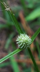 Cyperus sesquiflorus sesquiflorus