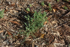 Lampranthus multiradiatus