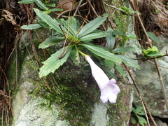 Lysionotus pauciflorus pauciflorus