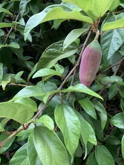 Ficus pumila awkeotsang