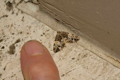 Chrysolarentia phaedra