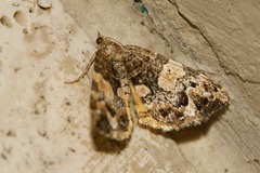 Chrysolarentia phaedra