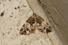 Chrysolarentia phaedra