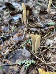 Agaricomycetes
