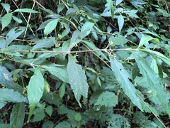 Callicarpa randaiensis