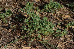 Lampranthus multiradiatus