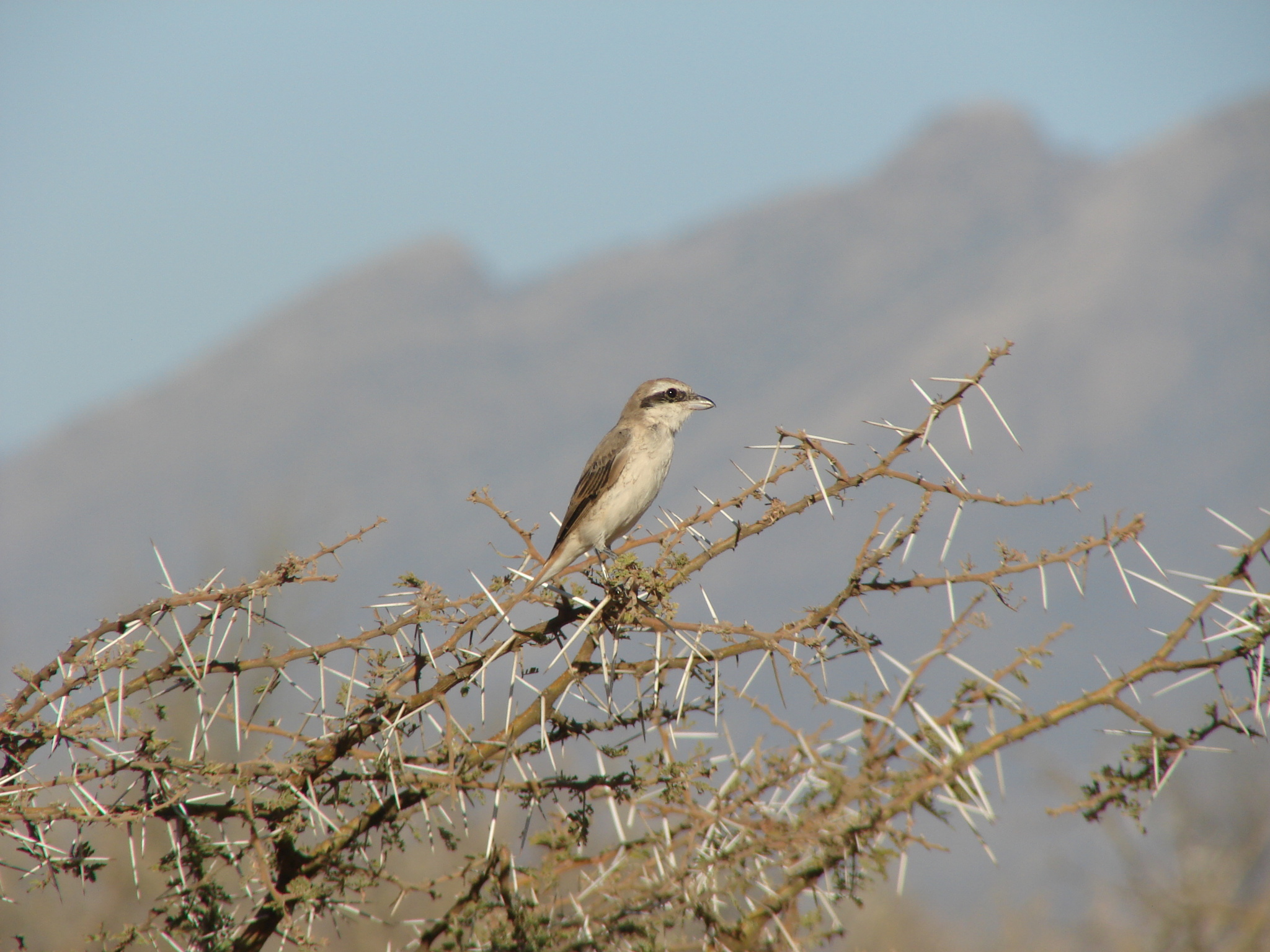 Red-tailed Shrike