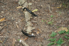 Limax cinereoniger