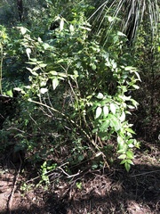 Rubus probus