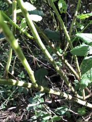 Rubus probus