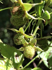 Rubus probus