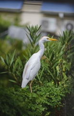 Bubulcus ibis