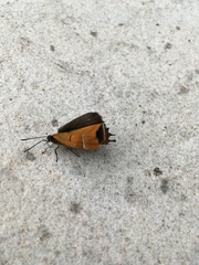 Thecla betulae