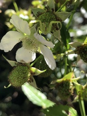 Rubus probus