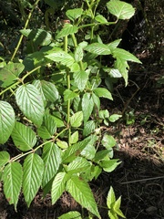 Rubus probus