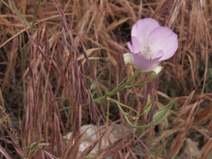 Calochortus splendens