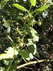 Rubus probus
