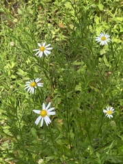 Aster pinnatifidus
