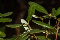 Eucryphia lucida